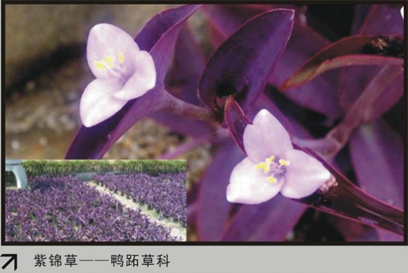 紫锦草.jpg
