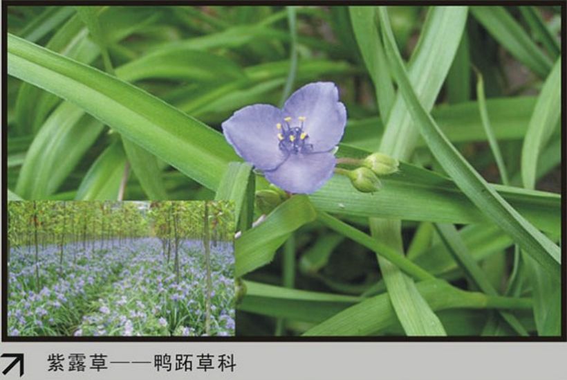 紫露草.jpg
