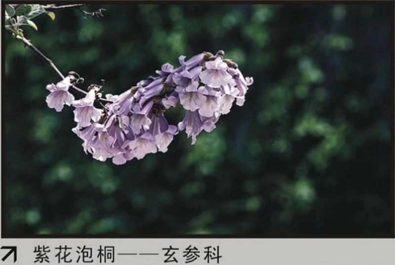 紫花泡桐.jpg